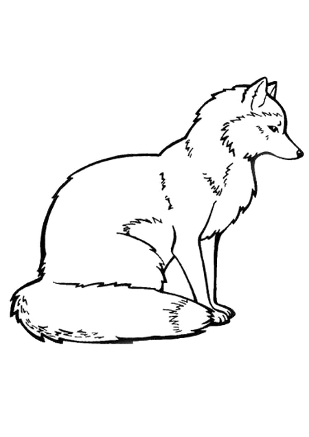 Fox coloring pages. For kids.