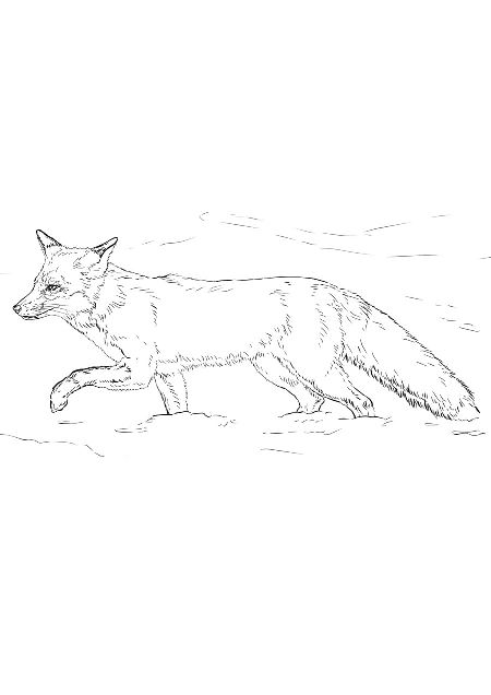 Fox coloring pages. For kids.