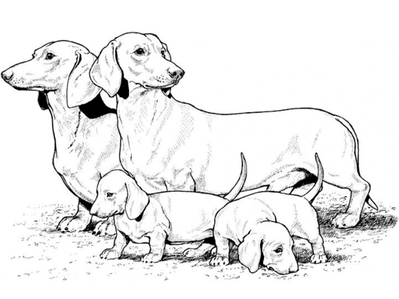 Dog Coloring Pages for Kids. Print Them Online for Free!