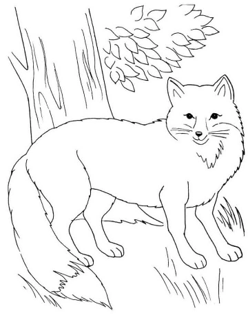 Fox coloring pages. For kids.