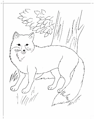 Fox coloring pages. For kids.