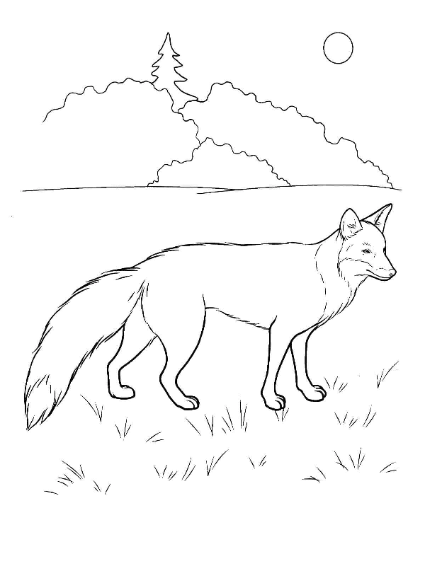 Fox coloring pages. For kids.